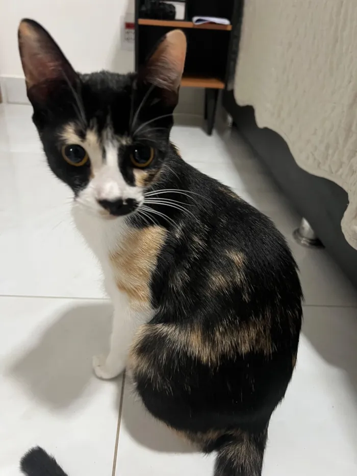 Gato raça SRD-ViraLata idade 1 ano nome Pandora