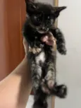 Nao tem 