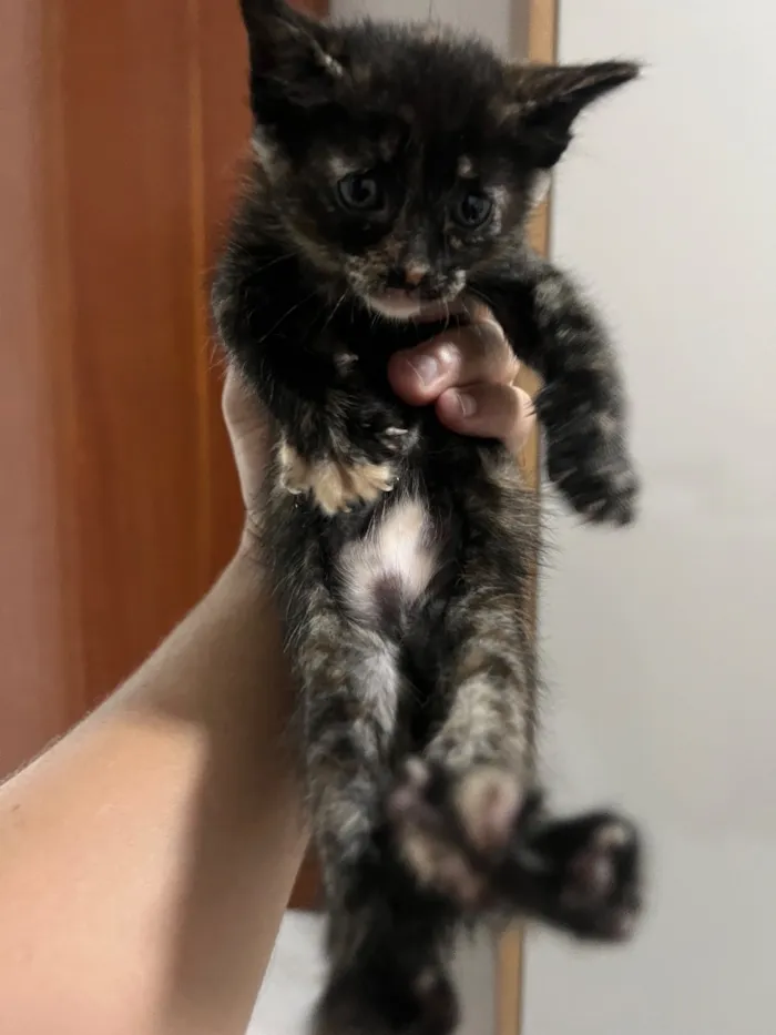 Gato raça SRD-ViraLata idade Abaixo de 2 meses nome Nao tem 