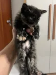 Nao tem 