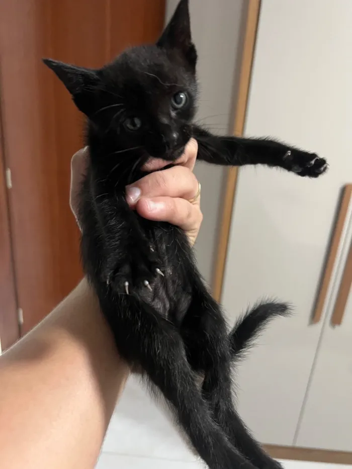 Gato raça SRD-ViraLata idade Abaixo de 2 meses nome Nao tem 