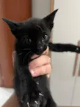 Nao tem 