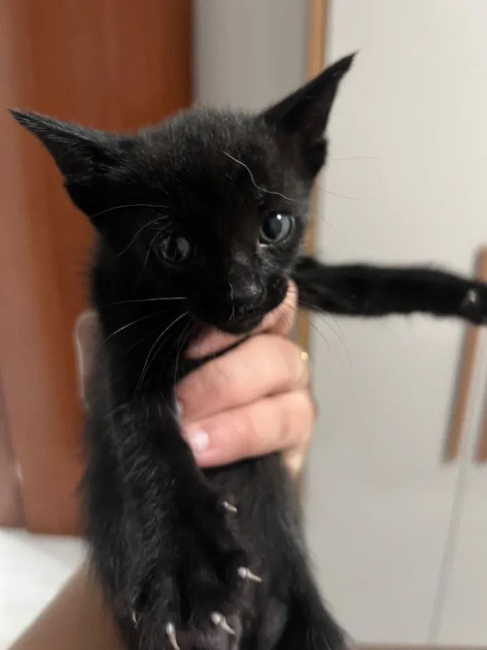 Gato raça SRD-ViraLata idade Abaixo de 2 meses nome Nao tem 