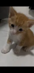 Nao tem 