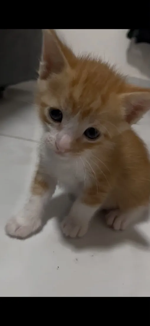 Gato raça SRD-ViraLata idade Abaixo de 2 meses nome Nao tem 