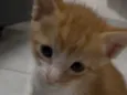 Nao tem 