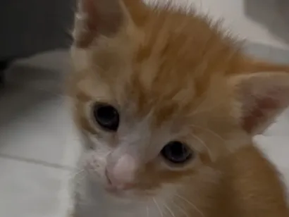 Gato raça SRD-ViraLata idade Abaixo de 2 meses nome Nao tem 