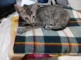 peque