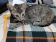 peque