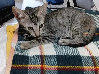 Gato raça SRD-ViraLata idade 2 a 6 meses nome peque