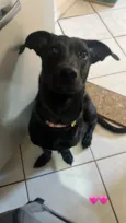 Marcelina