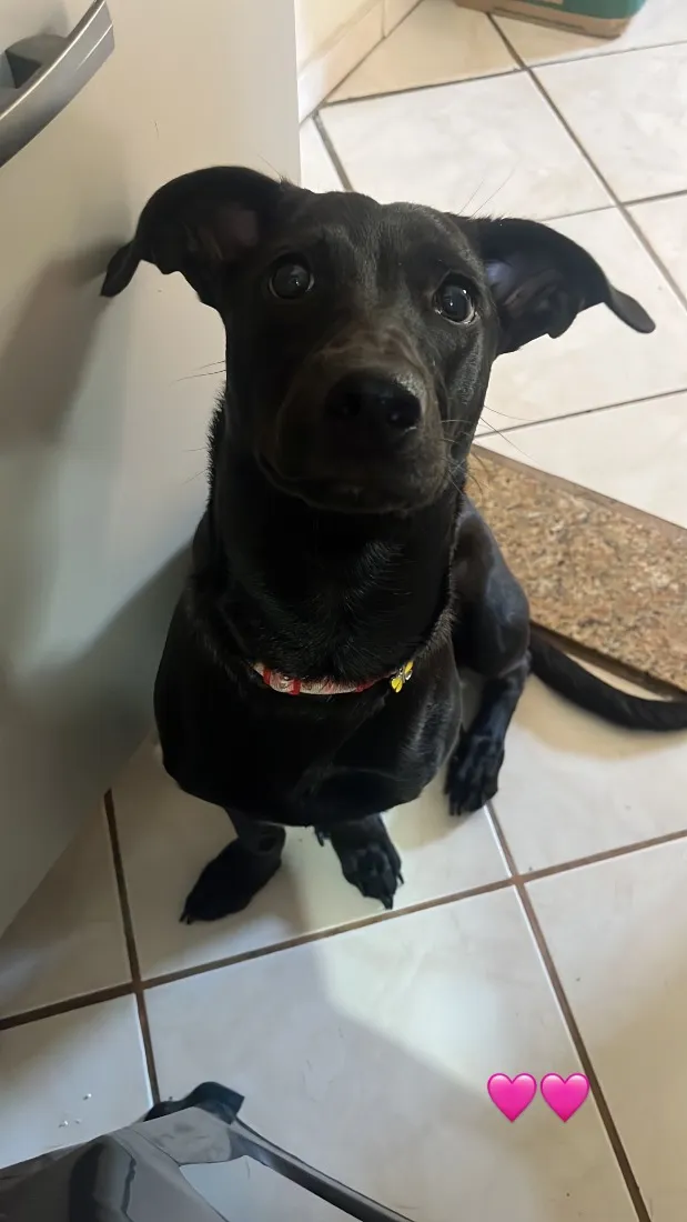 Cachorro raça SRD-ViraLata idade 7 a 11 meses nome Marcelina
