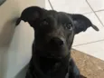 Marcelina