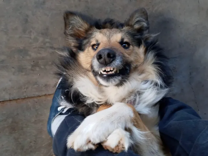 Cachorro raça Pastor Alemão idade 4 anos nome Tomy