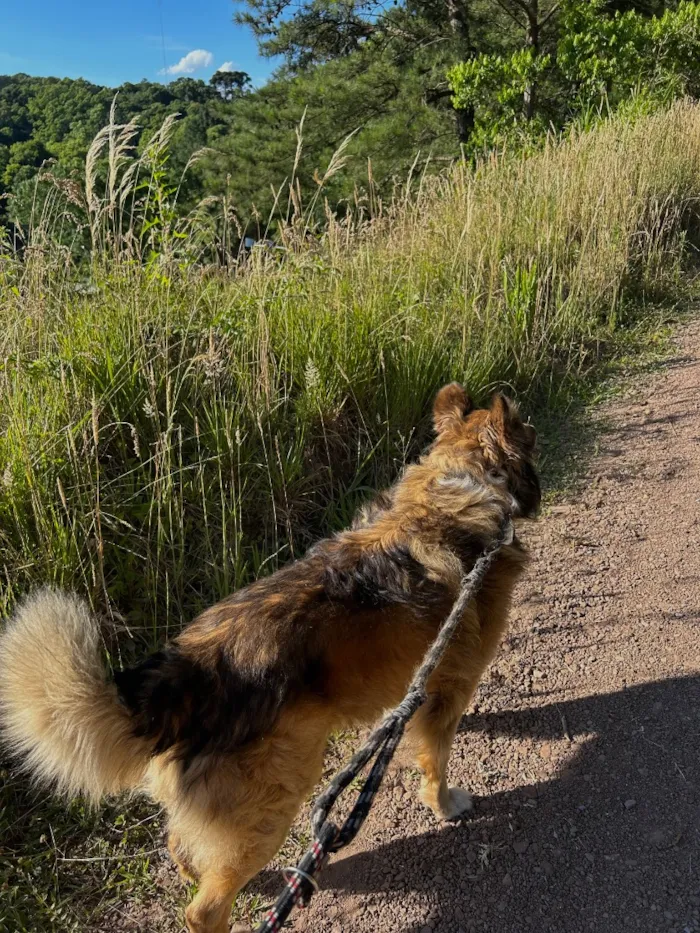 Cachorro raça Pastor Alemão idade 4 anos nome Tomy