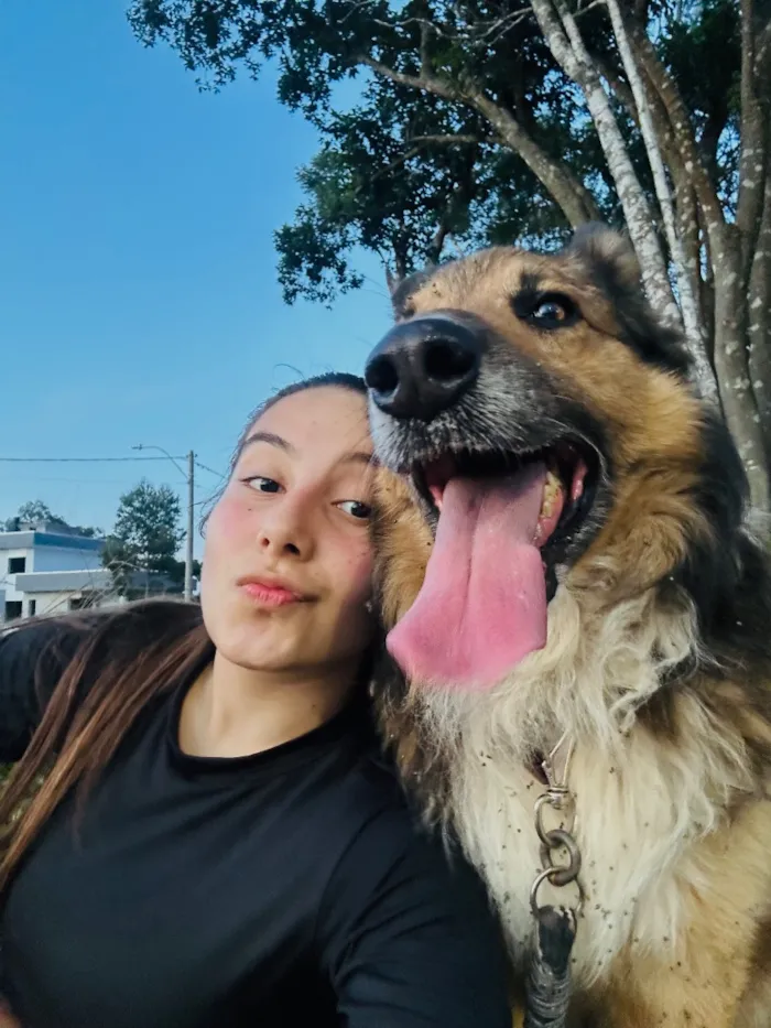 Cachorro raça Pastor Alemão idade 4 anos nome Tomy