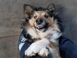 Cachorro raça Pastor Alemão idade 4 anos nome Tomy