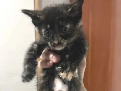 Gato raça SRD-ViraLata idade Abaixo de 2 meses nome Nao tem 