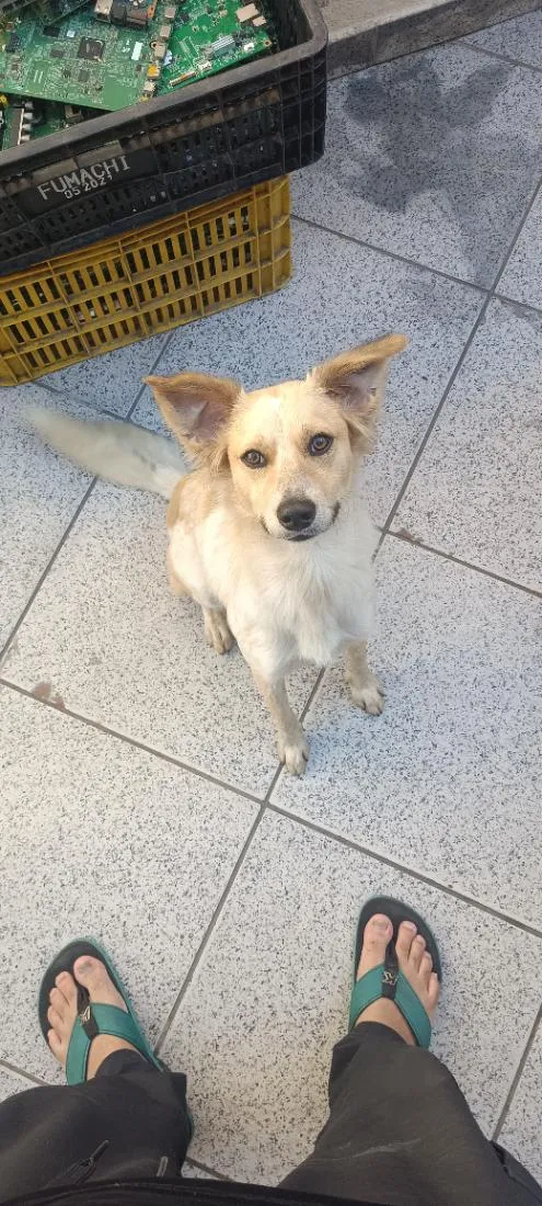 Cachorro raça SRD-ViraLata idade 1 ano nome Billy