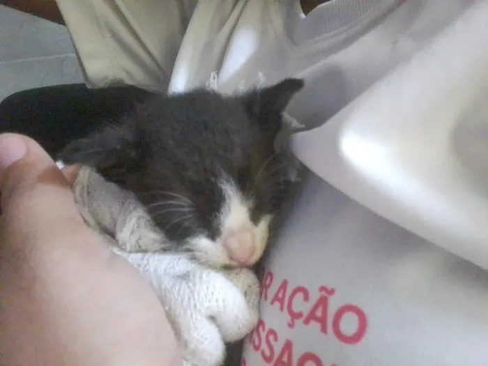 Gato raça SRD-ViraLata idade Abaixo de 2 meses nome sem nome