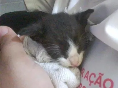 Gato raça SRD-ViraLata idade Abaixo de 2 meses nome sem nome
