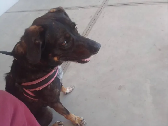 Cachorro raça SRD-ViraLata idade 4 anos nome Baruk