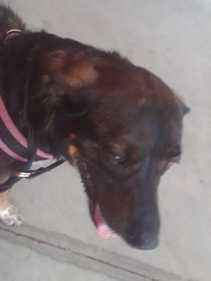 Cachorro raça SRD-ViraLata idade 4 anos nome Baruk