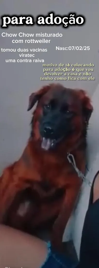 Cachorro raça Rottweiler idade 1 ano nome Max