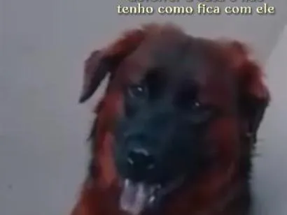 Cachorro raça Rottweiler idade 1 ano nome Max