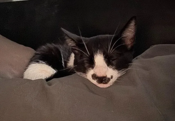 Gato raça SRD-ViraLata idade 7 a 11 meses nome Sleep