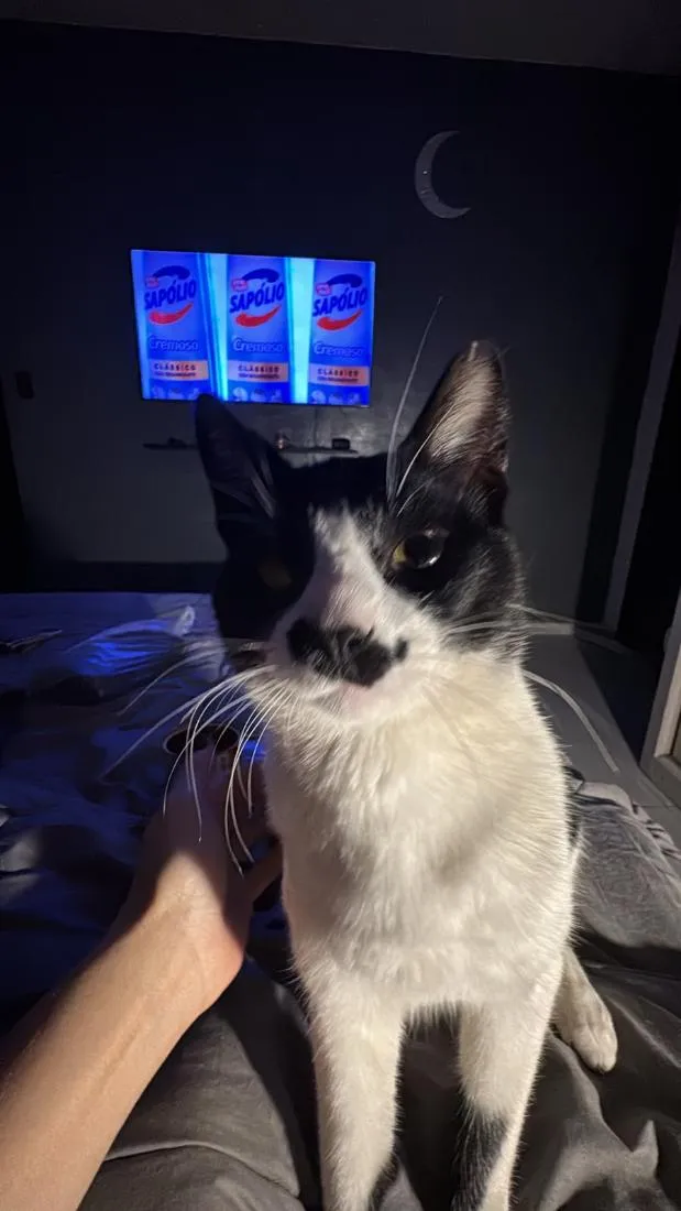 Gato raça SRD-ViraLata idade 7 a 11 meses nome Sleep