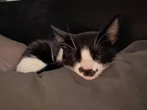 Gato raça SRD-ViraLata idade 7 a 11 meses nome Sleep
