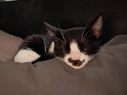 Gato raça SRD-ViraLata idade 7 a 11 meses nome Sleep