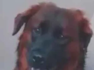 Cachorro raça Rottweiler idade 1 ano nome Max