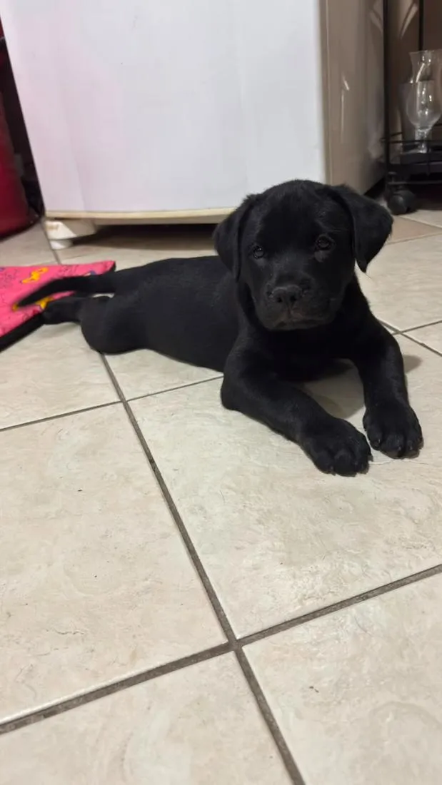 Cachorro raça SRD-ViraLata idade 2 a 6 meses nome Viny