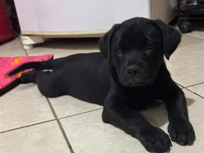 Cachorro raça SRD-ViraLata idade 2 a 6 meses nome Viny