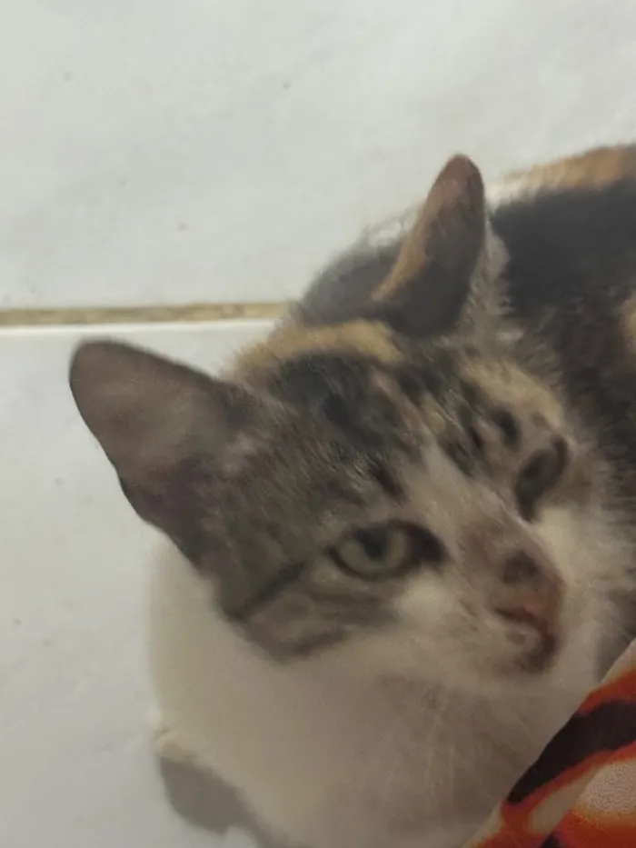 Gato raça SRD-ViraLata idade Abaixo de 2 meses nome Mara (na verdade não tem) 