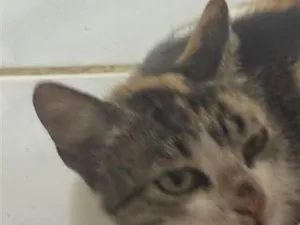 Gato raça SRD-ViraLata idade Abaixo de 2 meses nome Mara (na verdade não tem) 