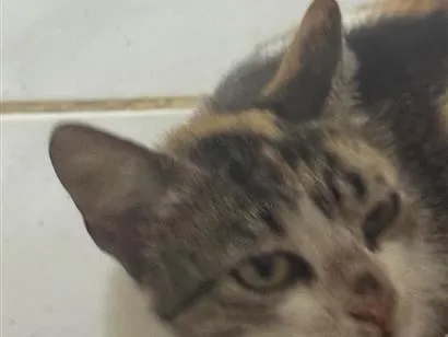Gato raça SRD-ViraLata idade Abaixo de 2 meses nome Mara (na verdade não tem) 