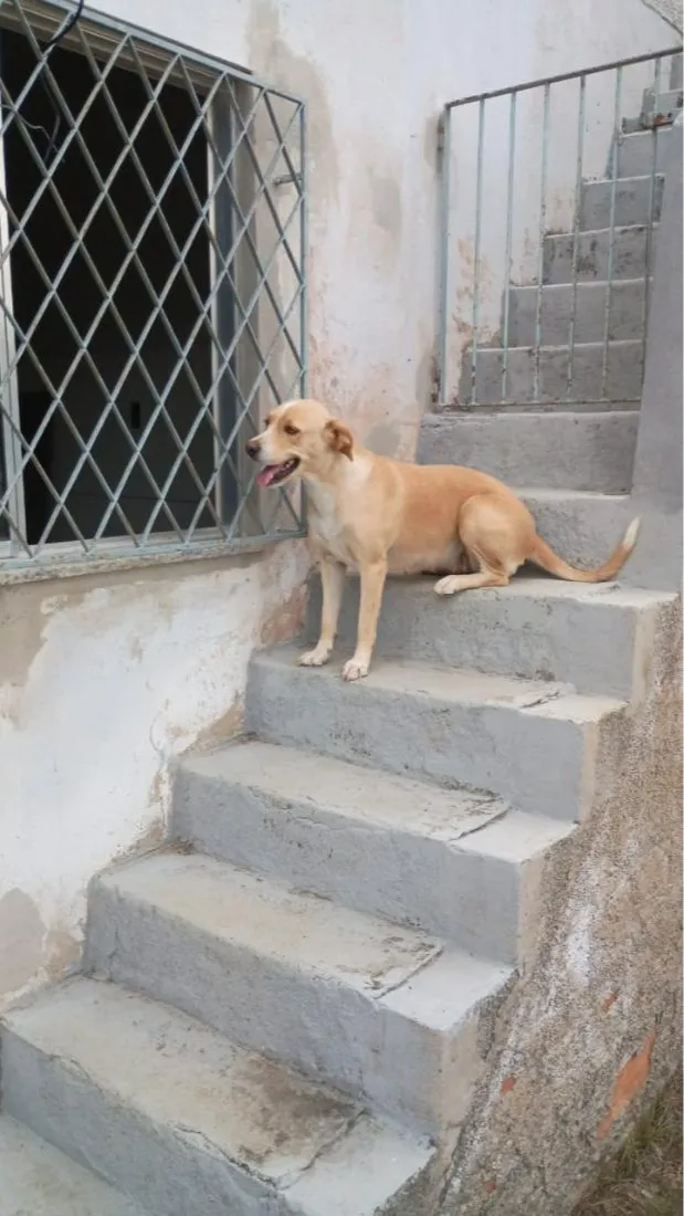 Cachorro raça SRD-ViraLata idade 4 anos nome Mel