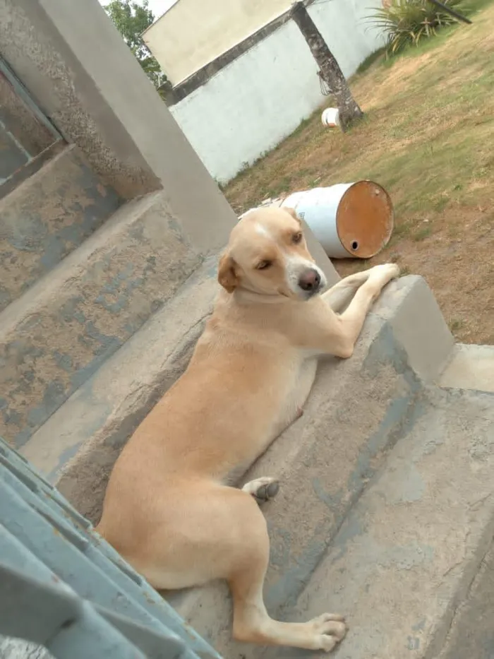 Cachorro raça SRD-ViraLata idade 4 anos nome Mel