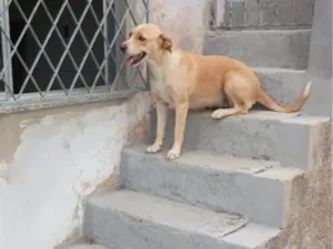 Cachorro raça SRD-ViraLata idade 4 anos nome Mel