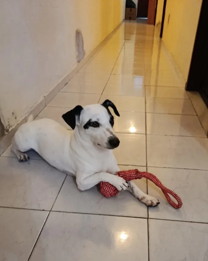 Cachorro raça SRD-ViraLata idade 2 anos nome Luna