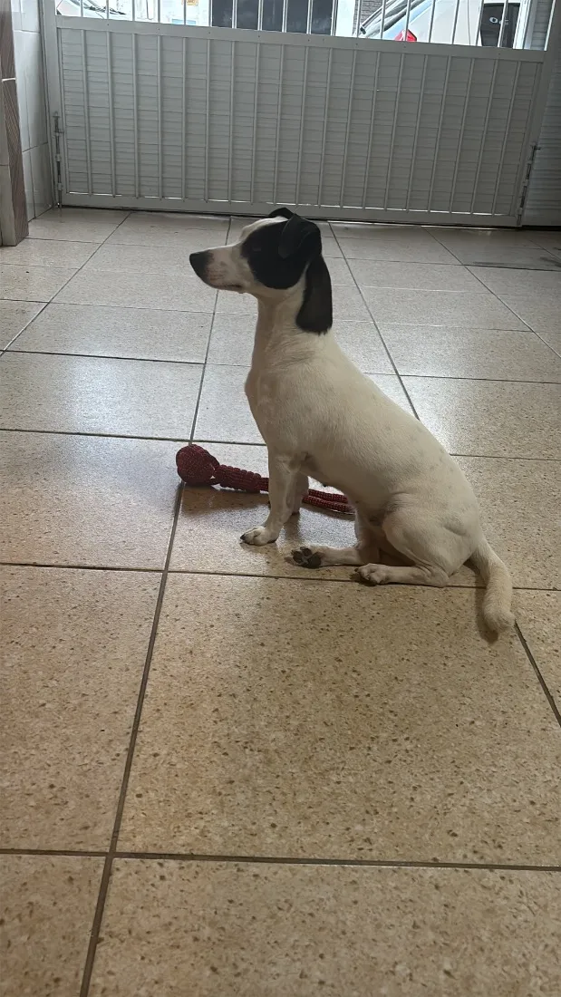 Cachorro raça SRD-ViraLata idade 2 anos nome Luna