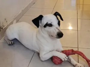 Cachorro raça SRD-ViraLata idade 2 anos nome Luna