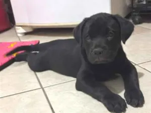 Cachorro raça SRD-ViraLata idade 2 a 6 meses nome Viny