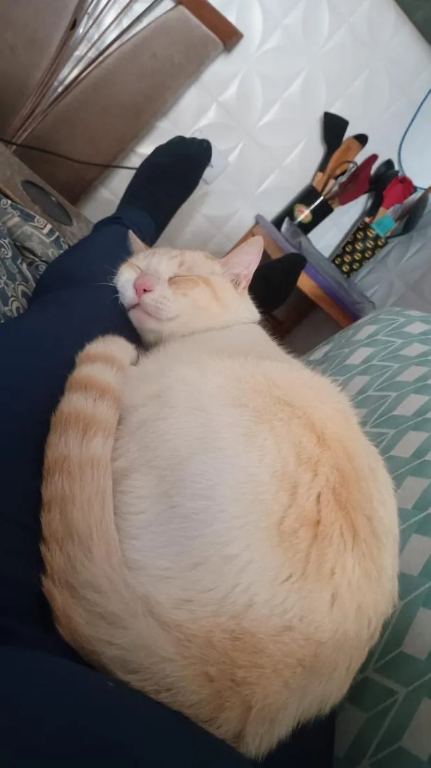 Gato raça SRD-ViraLata idade 1 ano nome algodão 