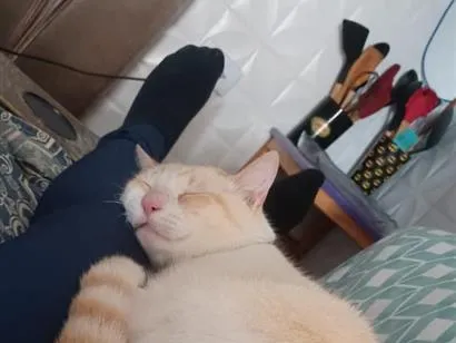 Gato raça SRD-ViraLata idade 1 ano nome algodão 