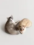 Fumaça e Tigrinho