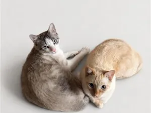 Gato raça SRD-ViraLata idade 1 ano nome Fumaça e Tigrinho